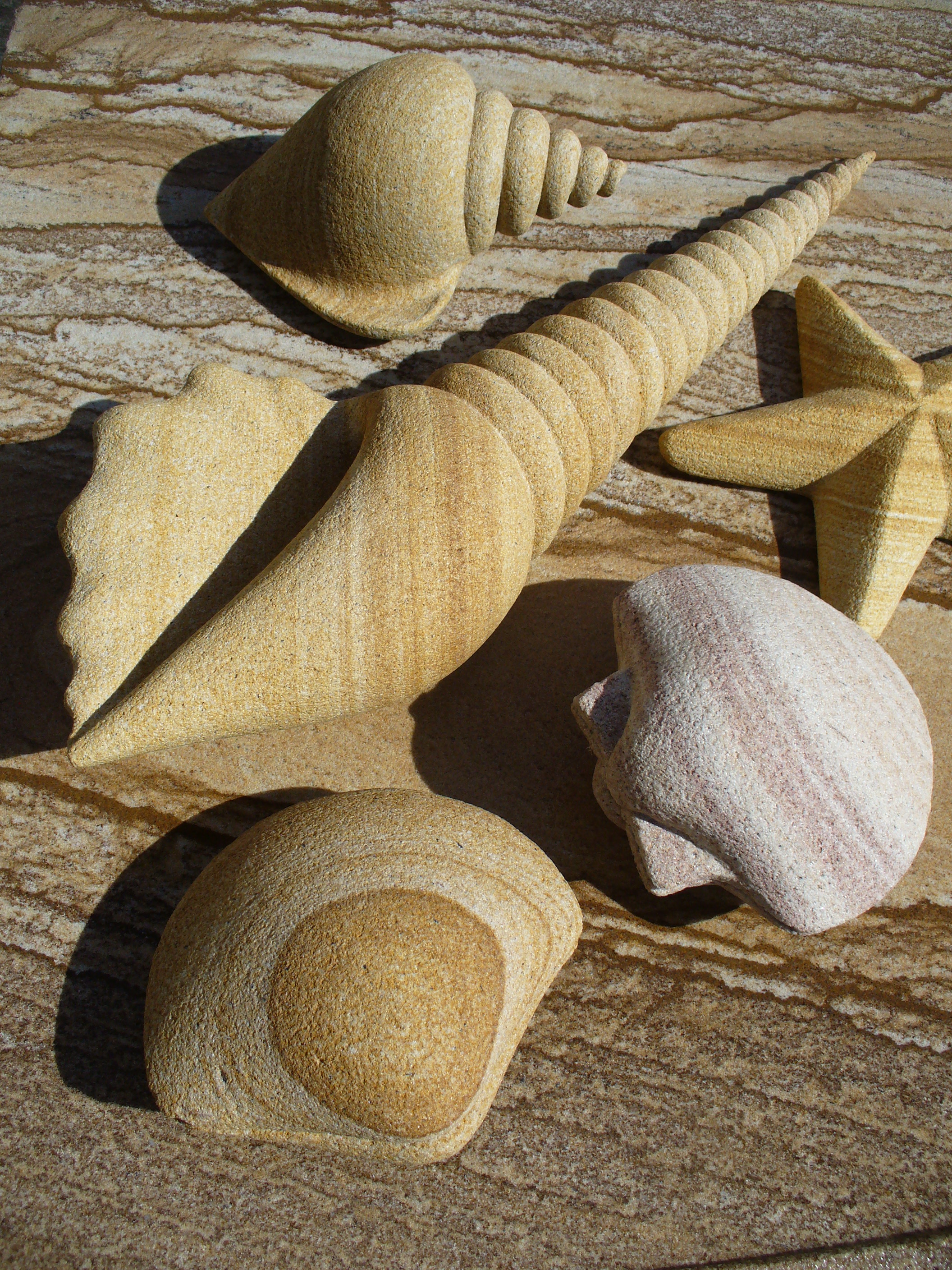 Sea Shells 7